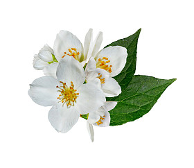 茉莉花洁白的花朵，在白色背景上孤立