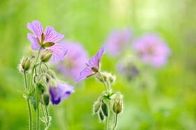 紫色天竺葵借口 (草甸野） 花在草地上