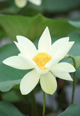 莲花盛开图片