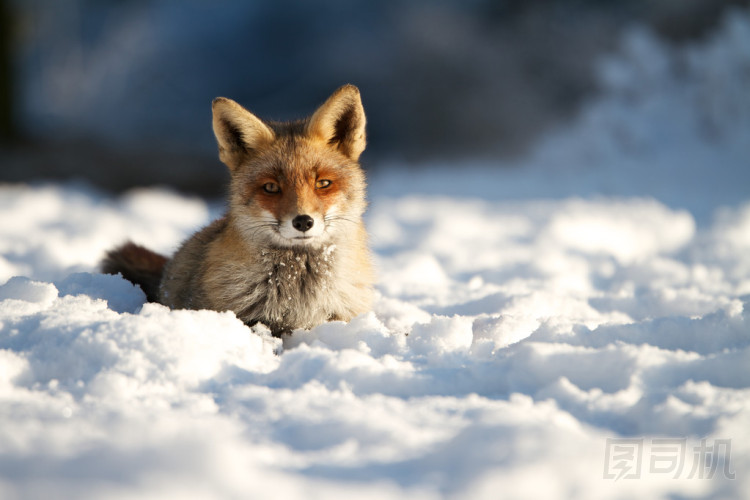 狐貍在雪中