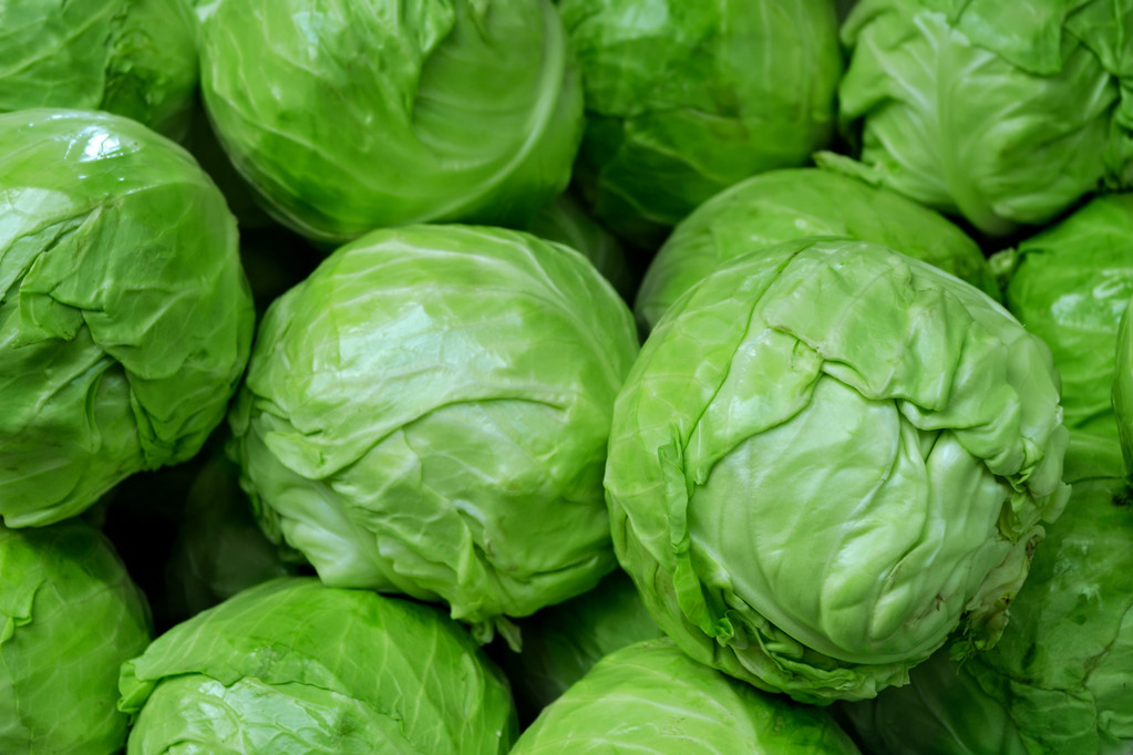大量的全绿色卷心菜图片