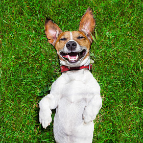 Cao Muito Engracado very funny dog