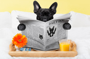 在床上吃早餐图片