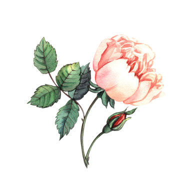 插图与水彩的玫瑰