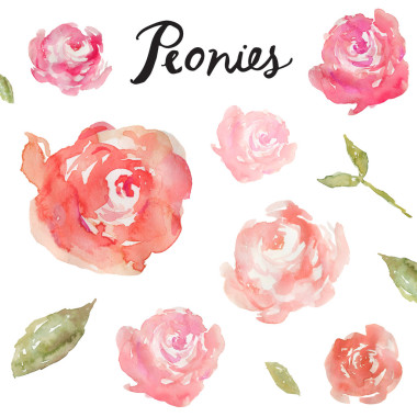 孤立的白色背景上的水彩牡丹