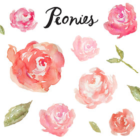 孤立的白色背景上的水彩牡丹