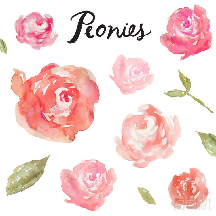 孤立的白色背景上的水彩牡丹