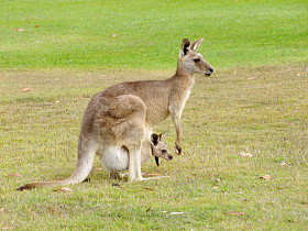 袋鼠宝宝图片