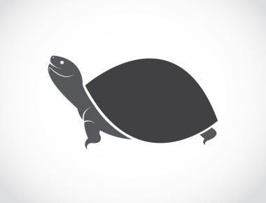 矢量图像的龟设计图片