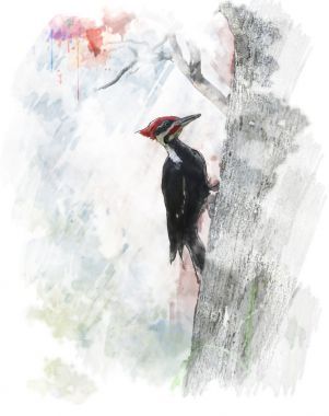 有羽啄木鳥水彩圖像(Dryocopus pileatus)