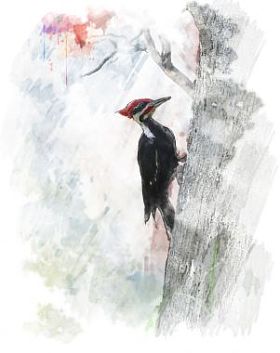 有羽啄木鸟水彩图像(Dryocopus pileatus)