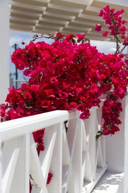 可愛的紅色小花在陽臺上，圣托里尼島。希臘