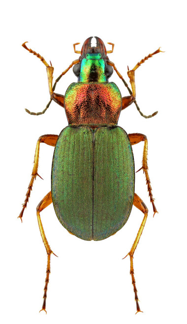 Kleinus Kinder