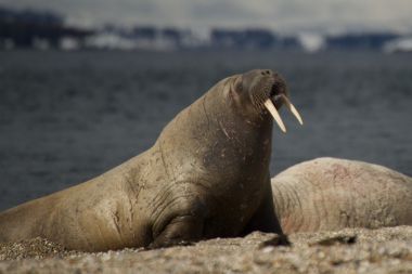 海象在海灘上的鰭狀肢上冉冉升起