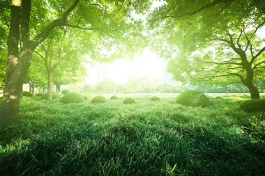 陽光燦爛的日子中夏公園