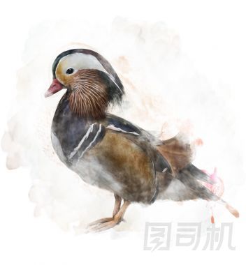 水彩形象的鴛鴦圖片