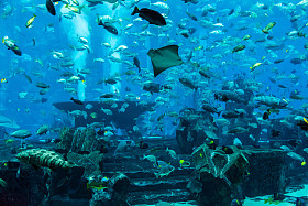 魟鱼。在一片珊瑚礁水族馆热带