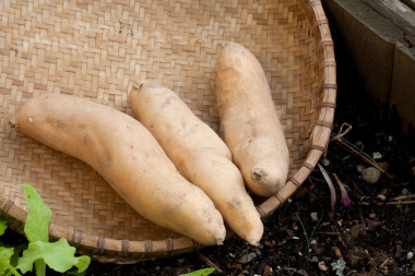 在籃子里的甜土豆.圖片