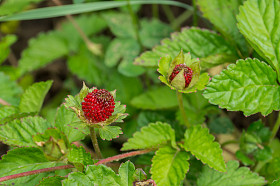 蛇莓 （籼型鹅绒委陵菜)照片
