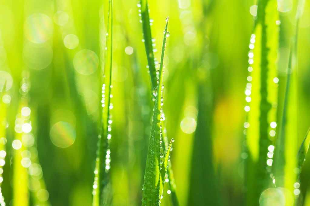 绿草与滴眼液 绿草与滴眼液