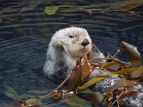 海獭图片