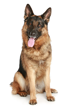 坐在白色背景上的德国牧羊犬