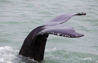 驼背鲸 (Megaptera novaeangliae) 看出，从附近的船