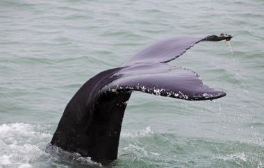 驼背鲸 (Megaptera novaeangliae) 看出,从附近的船 驼背鲸 (Megaptera novaeangliae) 看出,从附近的船