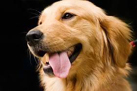 金毛寻回犬伸出自己的舌头