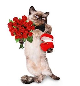 爱猫图片
