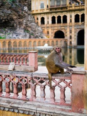 猴子在印度齋浦爾附近 galta 門迪爾寺