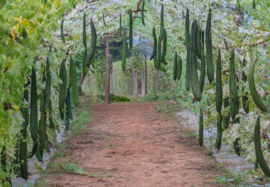 絲瓜或棱絲瓜絲瓜萃取液圖片