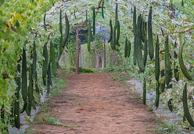 丝瓜或棱丝瓜丝瓜萃取液图片
