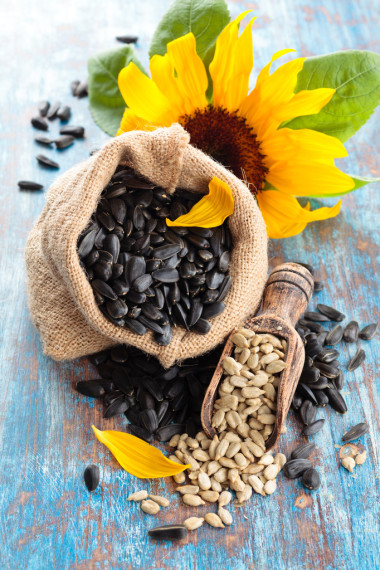 向日葵籽和向日葵的種子