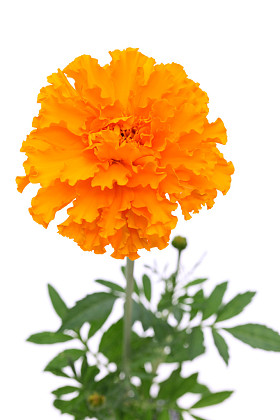 橘黄色的万寿菊花图片