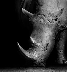 在黑与白犀牛图片