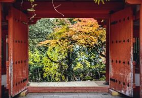 秋天树叶在奈良日本