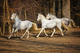 lipizzan 马运
