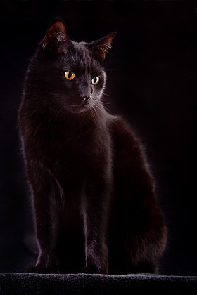 黑猫图片