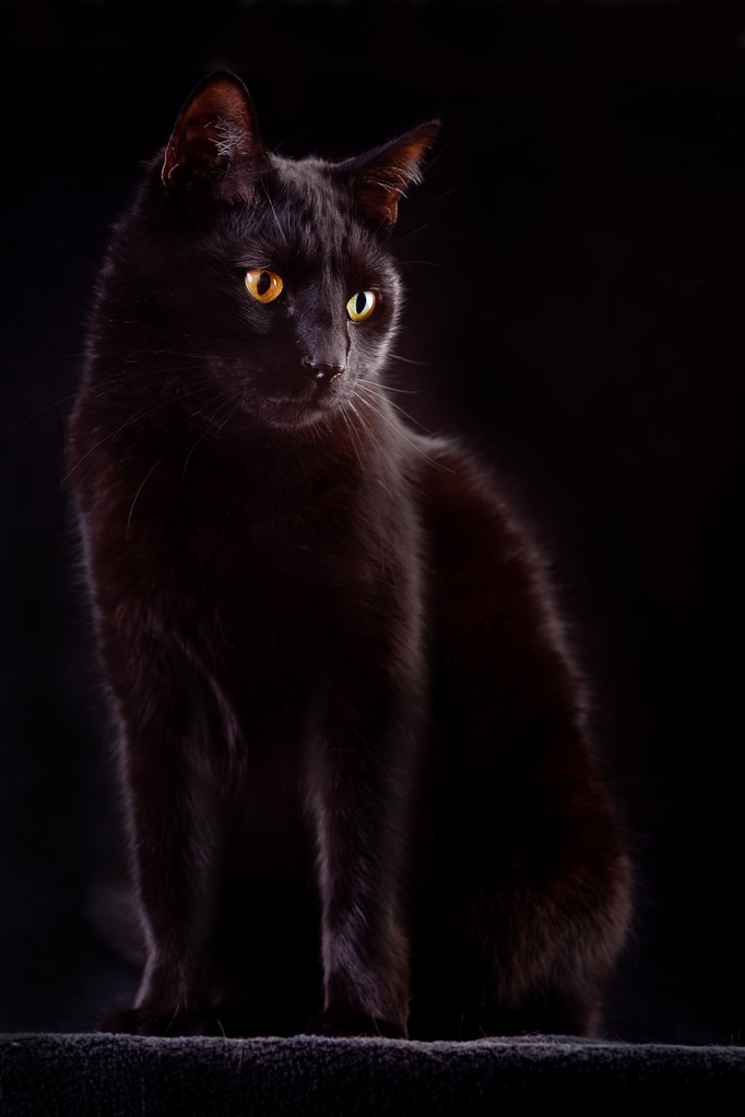 黑猫图片
