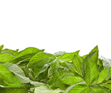 清新的綠色薄荷葉圖片