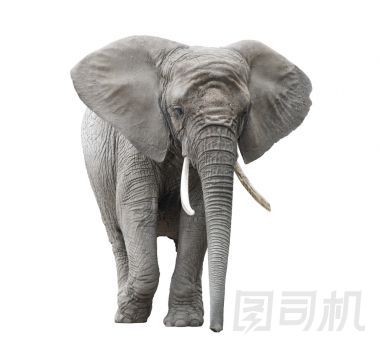 白色與剪切路徑上孤立的非洲大象