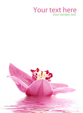 与美丽兰花 greetingcard