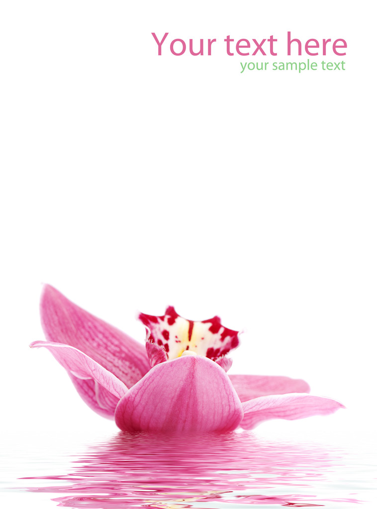 与美丽兰花 greetingcard