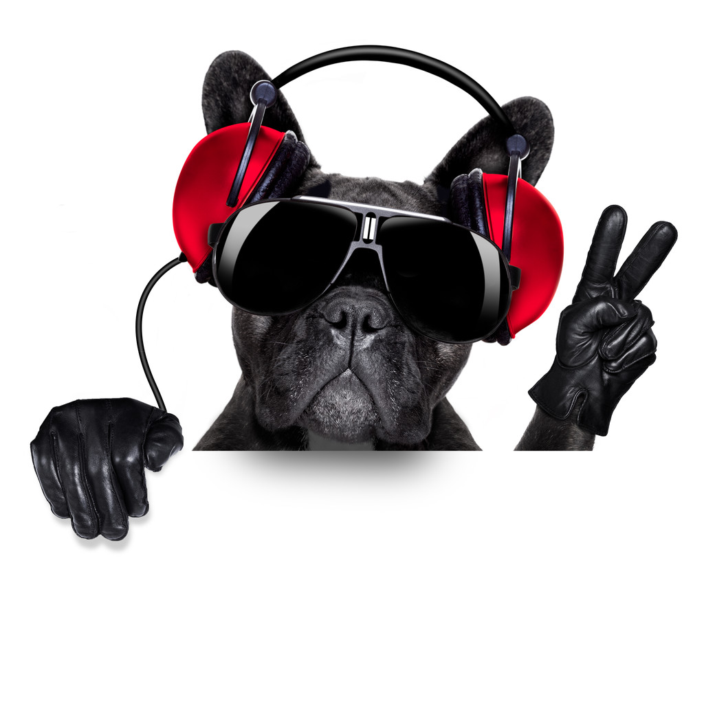 dj 狗照片