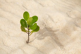 年轻的红树林树图片