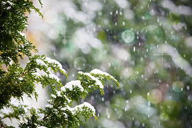 雪落在香柏松树枝上图片