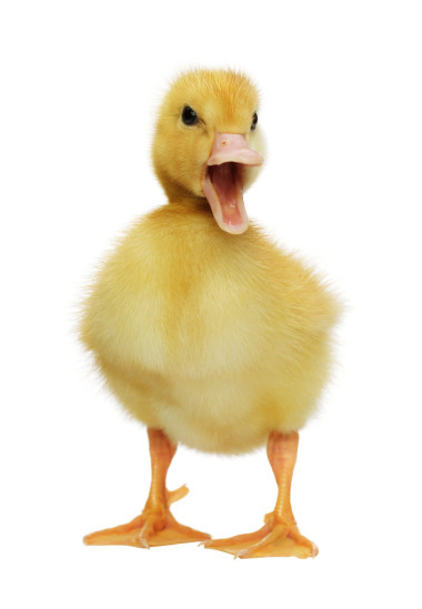 兩天老復(fù)活節(jié)小鴨看起來很可愛