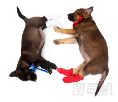 睡覺的小狗穿著襪子上白色孤立