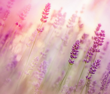 美丽的薰衣草花的花园里图片